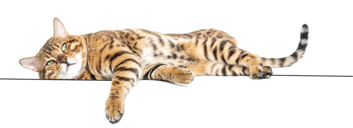 gatto tigrato steso su un fianco