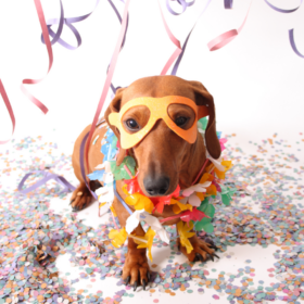 Cane carnevale