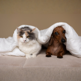 Cane e Gatto intestino delicato Feb