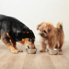 Cane mangia cibo naturale