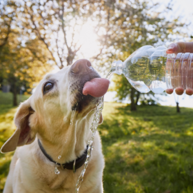 Cane che beve acqua per prevenire colpo di calore