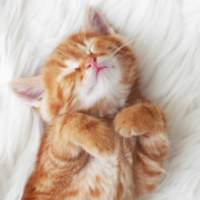 Gatto perde pelo